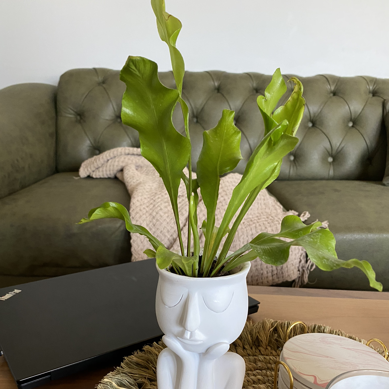 Japanese Bird's Nest Fern in a decorative pot with green leaves, placed on a table.