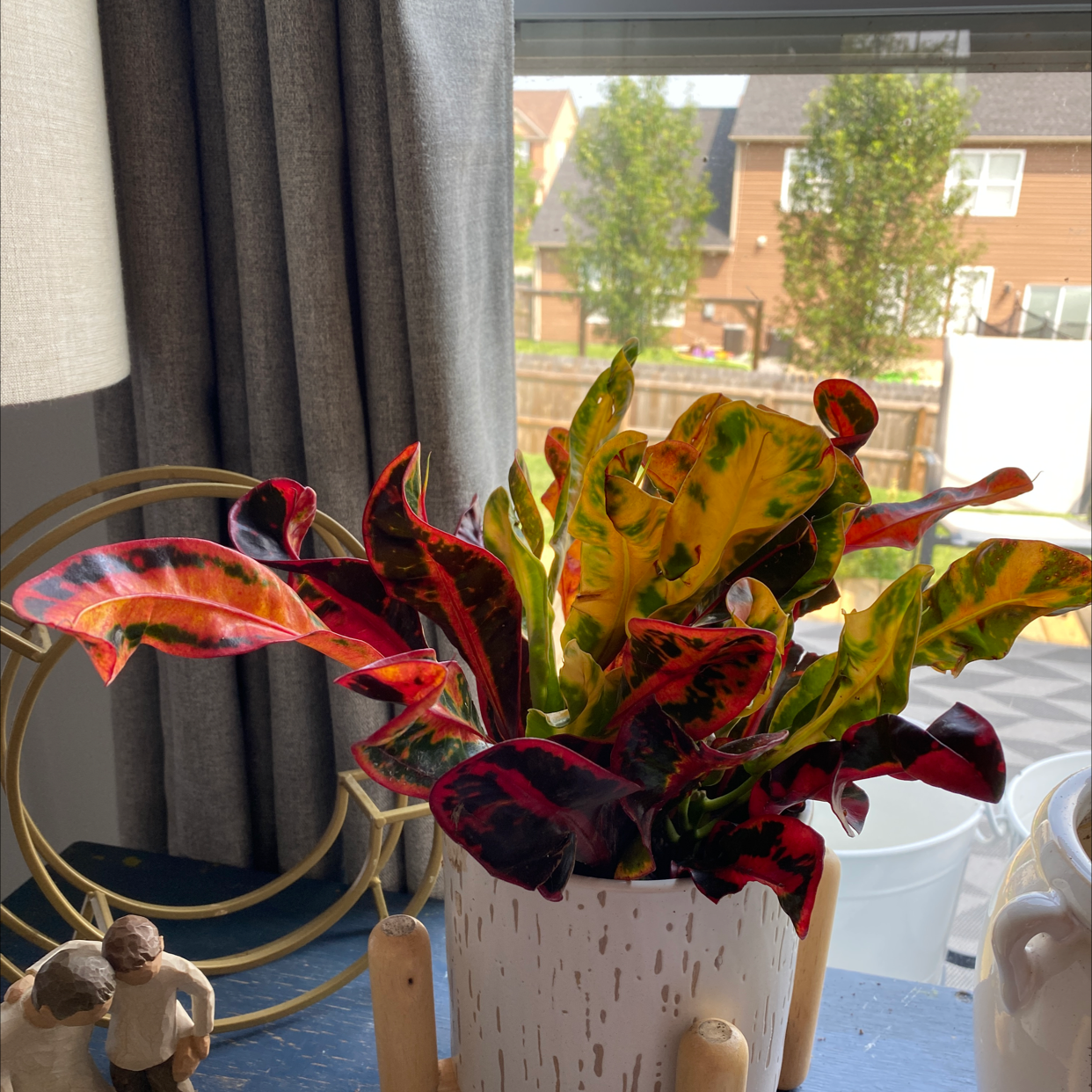 Croton Mammy plant with vibrant, multicolored leaves in a white pot near a window.