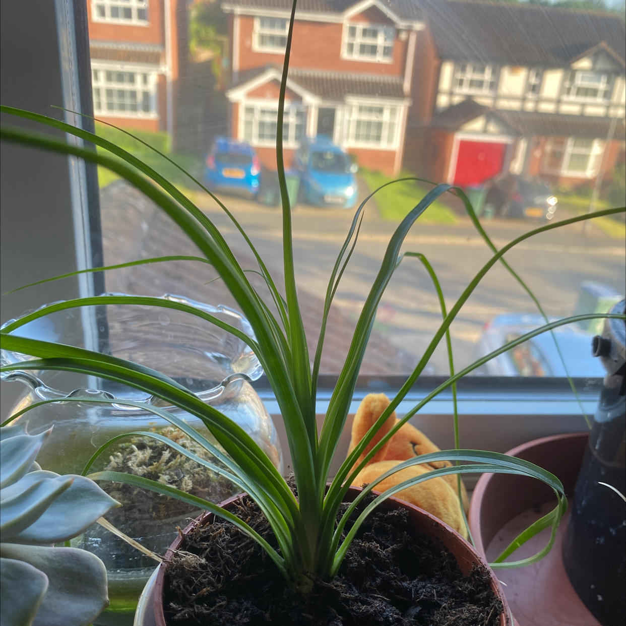 Ponytail Palm plant photo by @Anxacx named Spike Leaves on Greg, the plant care app.