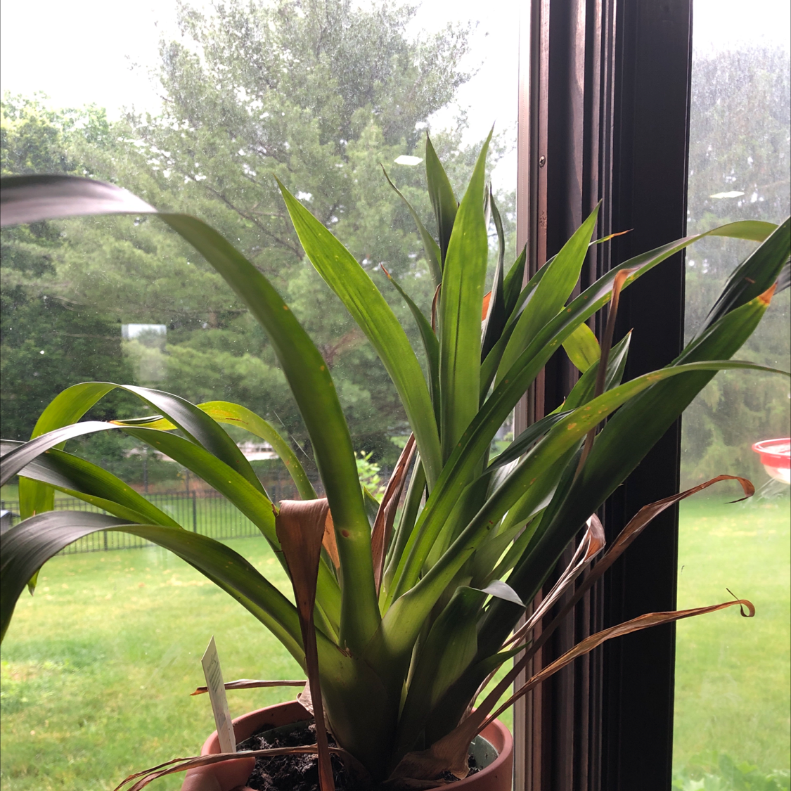 Photo of the plant species Blushing Bromeliad by @Sasquatch named Trophi on Greg, the plant care app
