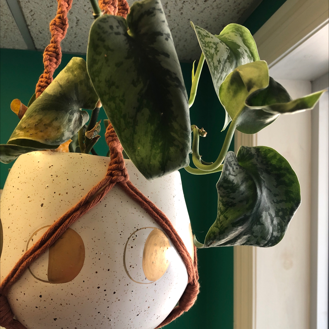 Silver Satin Pothos plant photo by @Sasquatch named Porthos on Greg, the plant care app.