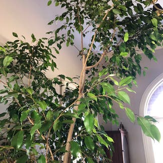 Weeping Fig plant in Westfield, Indiana