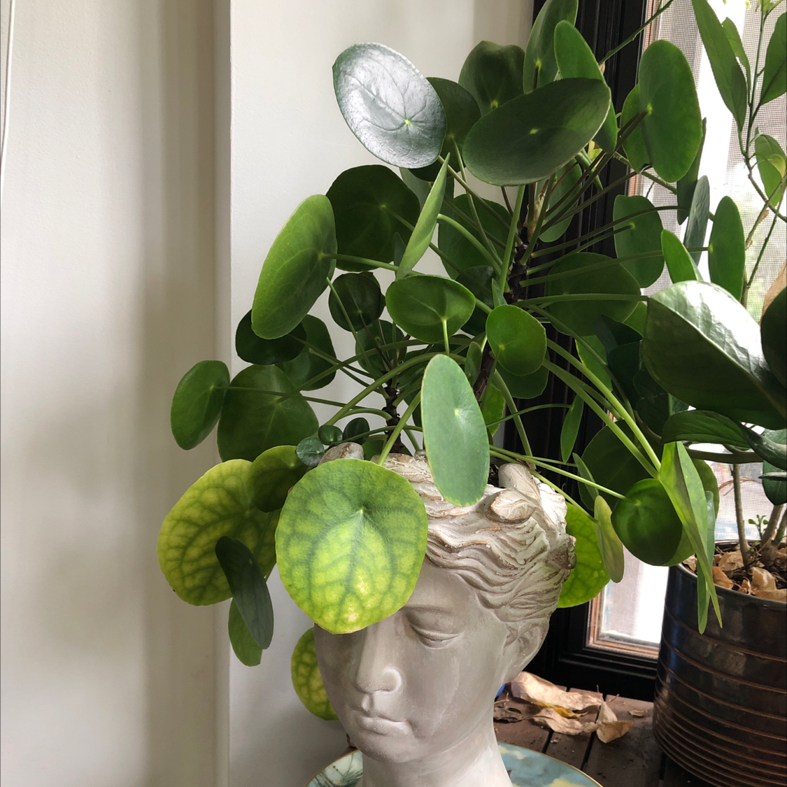 Chinese Money Plant plant photo by @Sasquatch named Millie on Greg, the plant care app.
