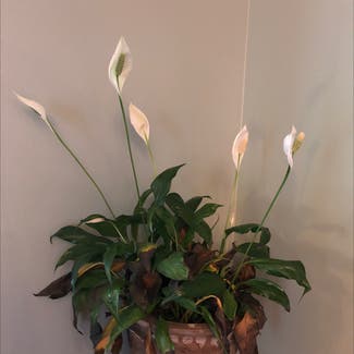 Peace Lily plant in Westfield, Indiana