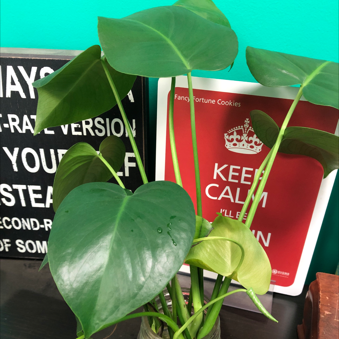 Monstera plant photo by @Sasquatch named Monstro’s Babies on Greg, the plant care app.