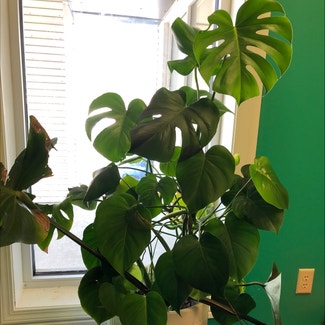 Monstera plant in Westfield, Indiana