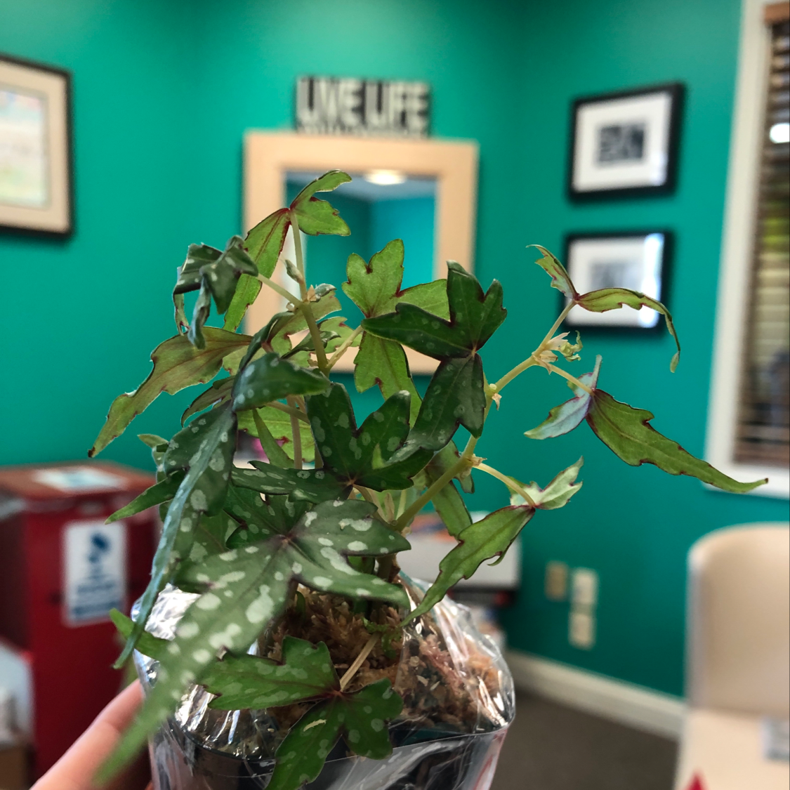 Photo of the plant species Begonia Tweedle Dee by @Sasquatch named Tweedle D on Greg, the plant care app