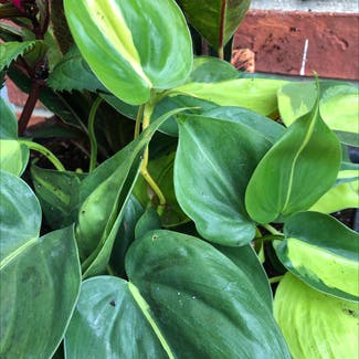 Heartleaf Philodendron plant in Westfield, Indiana