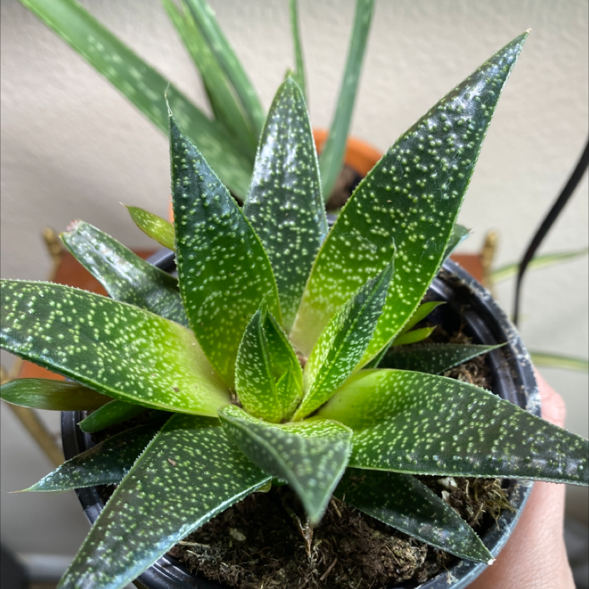 Photo of the plant species Bredasdorp Gasteria by @Wavykay named Gasteria on Greg, the plant care app