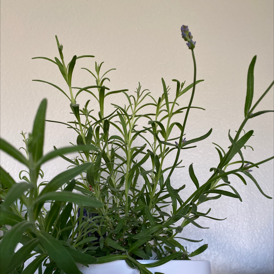 Why Are My Lavender Leaves Droopy? 💧