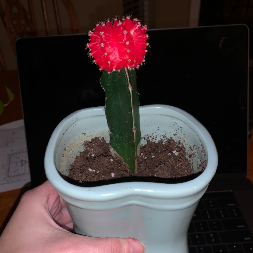 Moon Cactus in a pot with visible soil, held by a hand.