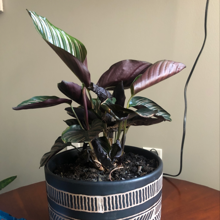 Photo of the plant species Monstrea by Gita named Callie on Greg, the plant care app
