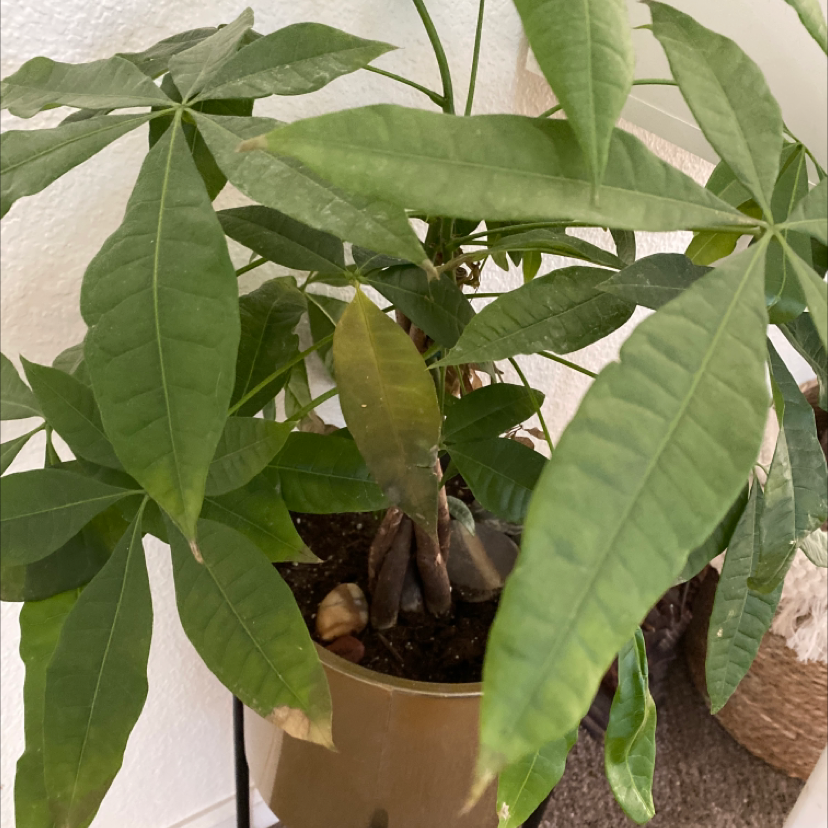 Plant care for Cuban Holly on Greg, the plant care app