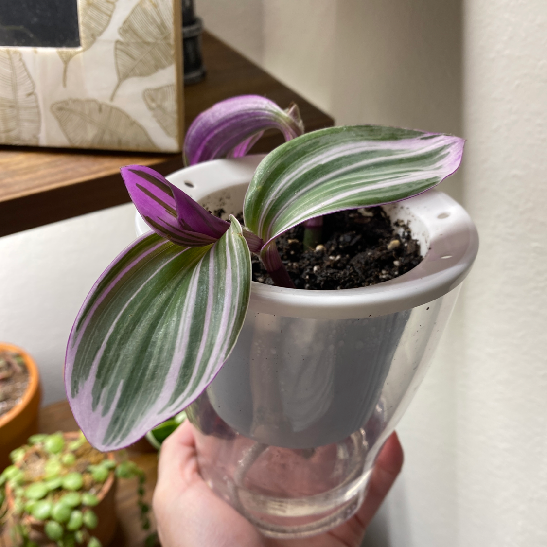 Hands holding a healthy Tradescantia zebrina plant with purple and green striped leaves in a white ceramic pot.