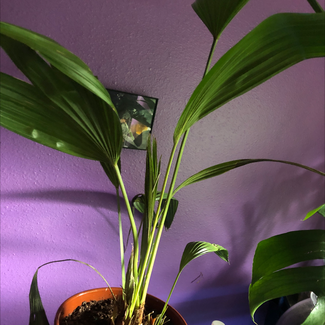 Chinese Fan Palm in a pot with visible soil, against a purple wall.