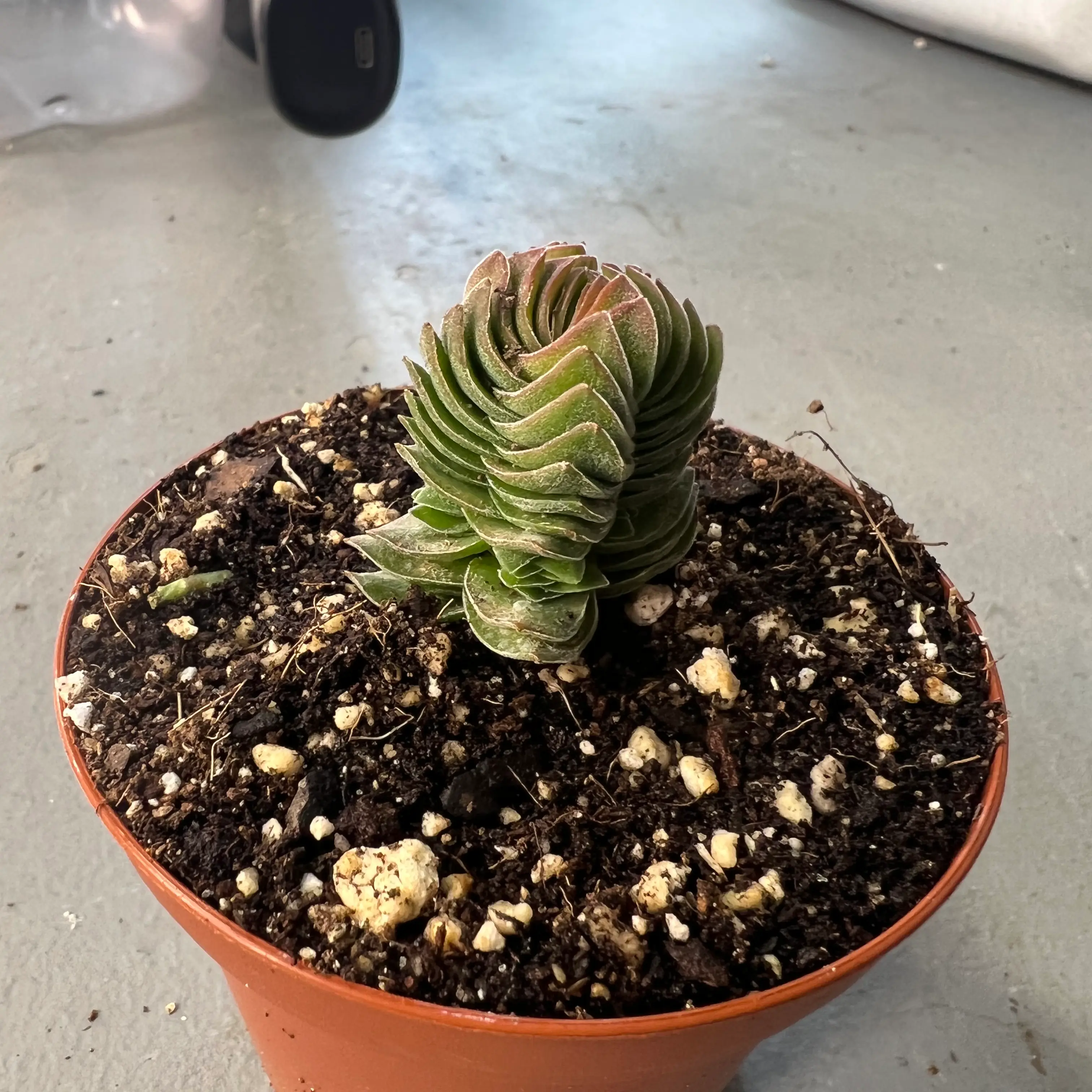 Crassula 'Buddha's Temple' plant in a pot with visible soil.