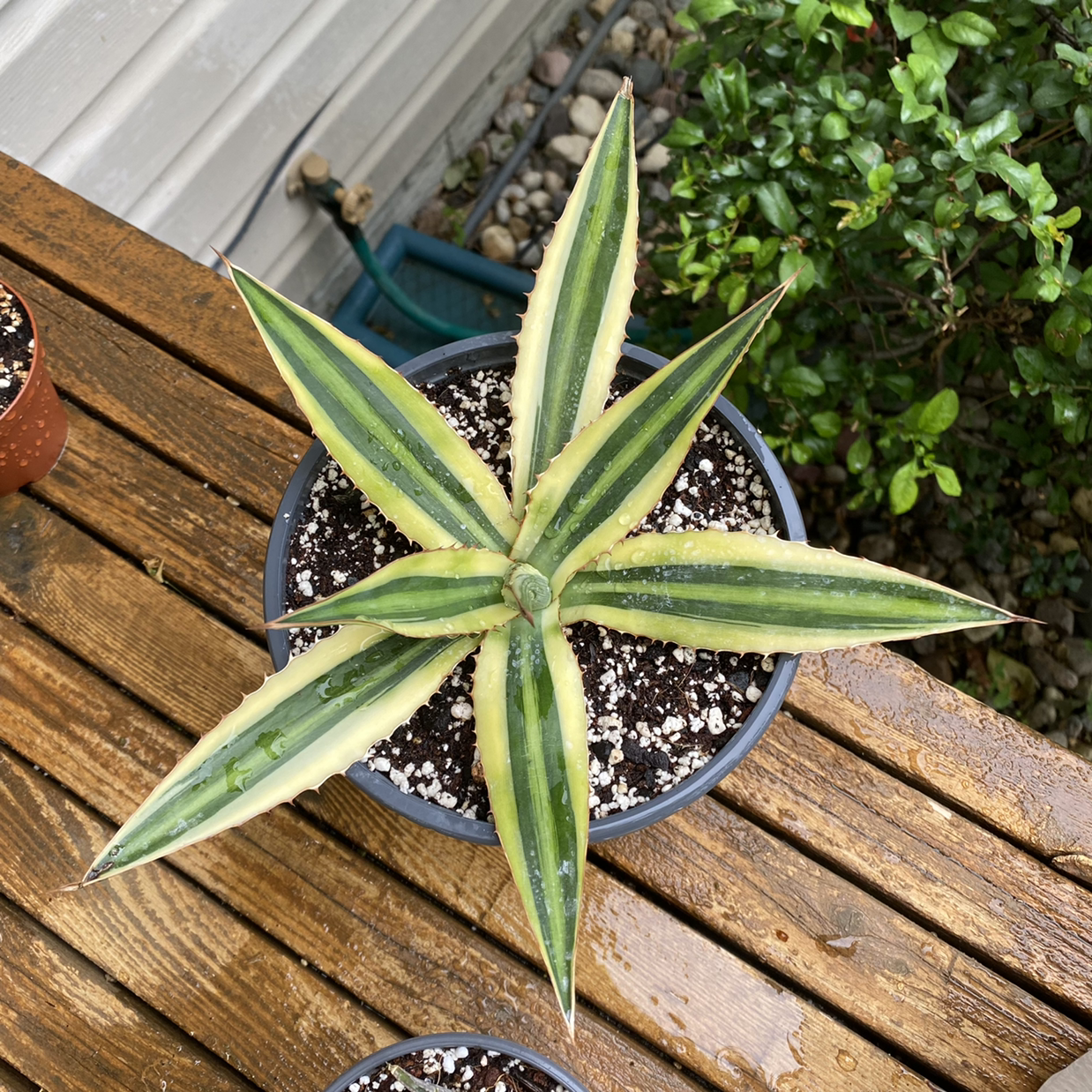 Quadricolor Century Plant plant photo by @skarels named Agave lophantha on Greg, the plant care app.