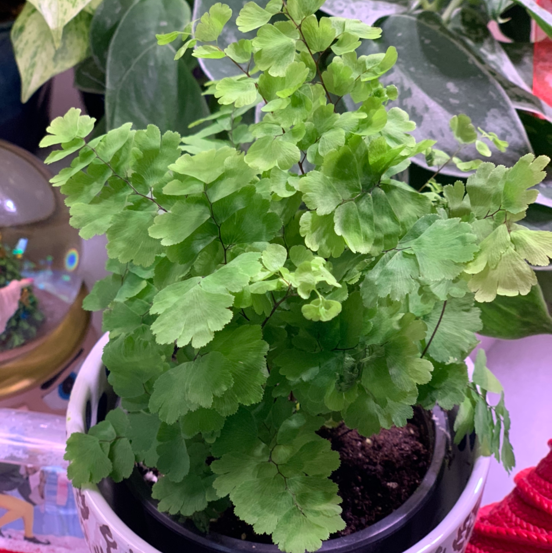 Fern Frenzy: Ultimate Guide to Nurturing Maidenhair Ferns