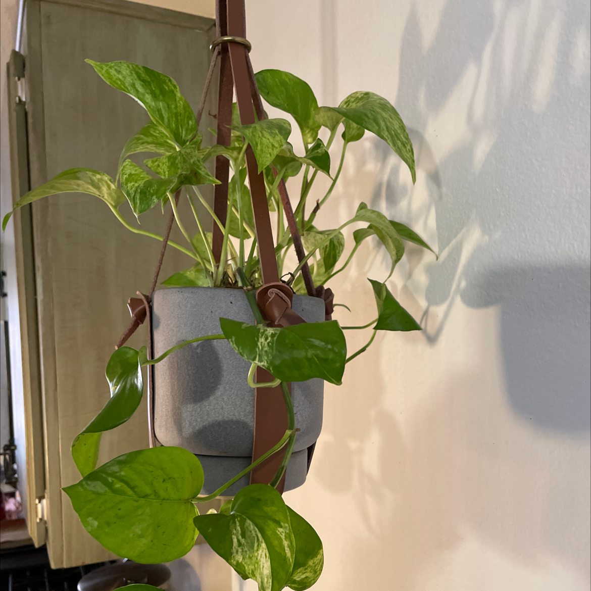 Taro Vine plant photo by @Lina519 named Lizzie on Greg, the plant care app.