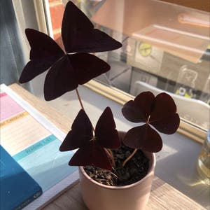 Oxalis Triangularis plant photo by Tessa named Clover on Greg, the plant care app.