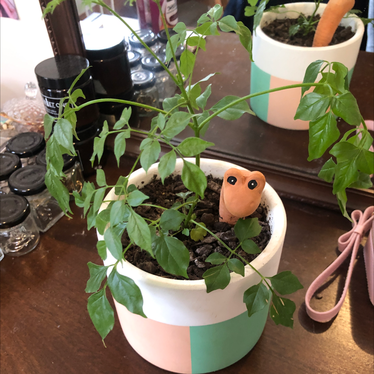 Photo of the plant species China Doll Plant by Tessa named Tree Diddy on Greg, the plant care app
