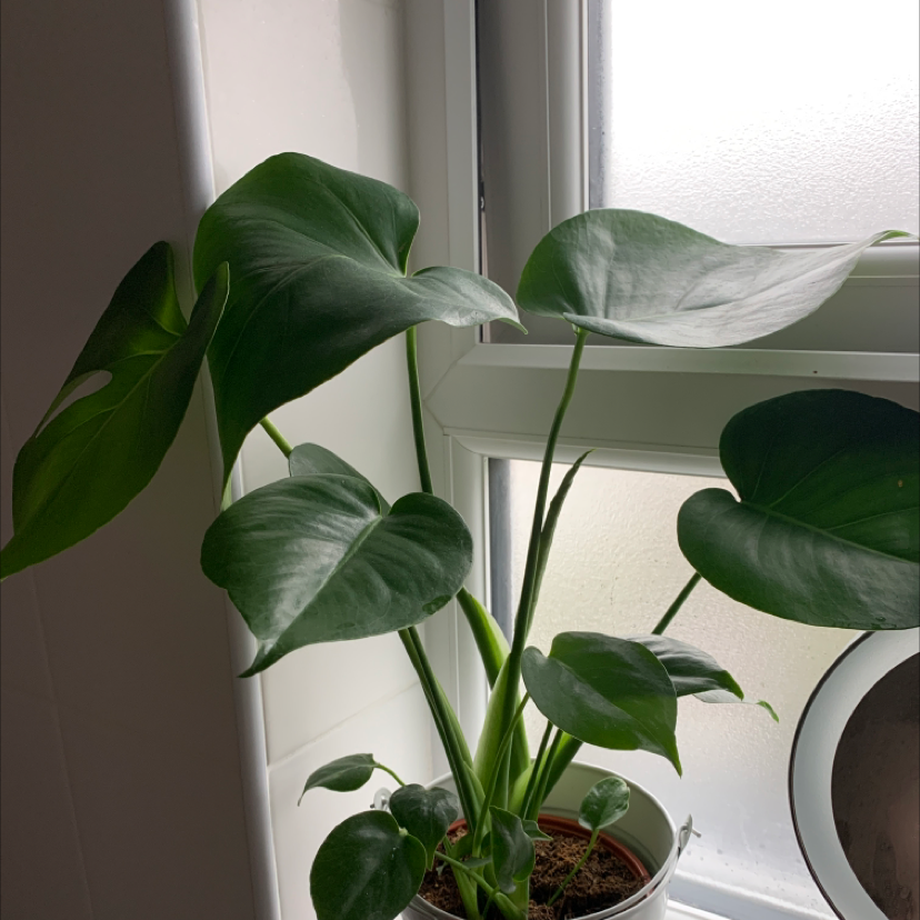 Monstera plant photo by @Klika named Treeyoncé on Greg, the plant care app.