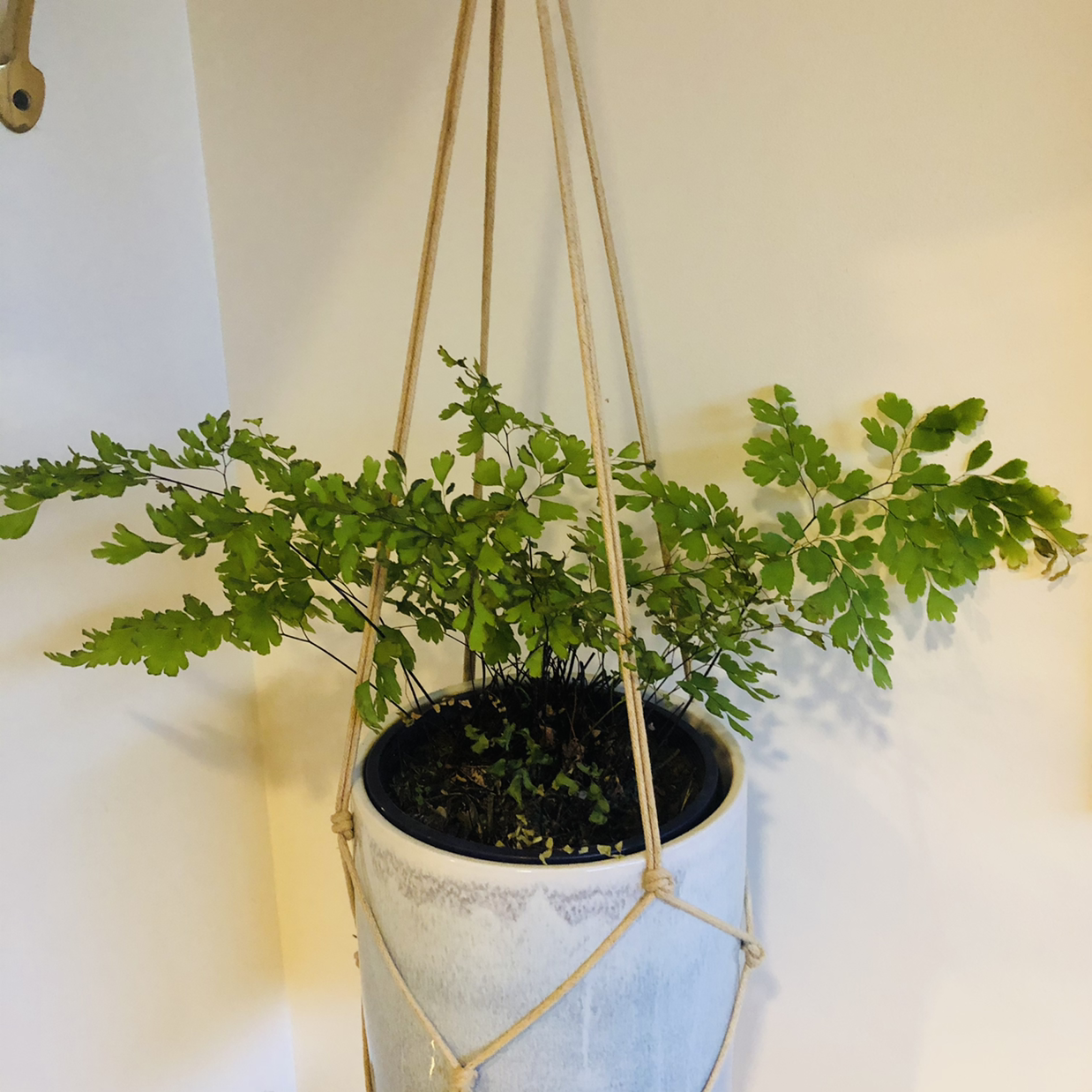 Photo of the plant species Maidenhair Fern by @JungleMabel named Rhondalicious on Greg, the plant care app