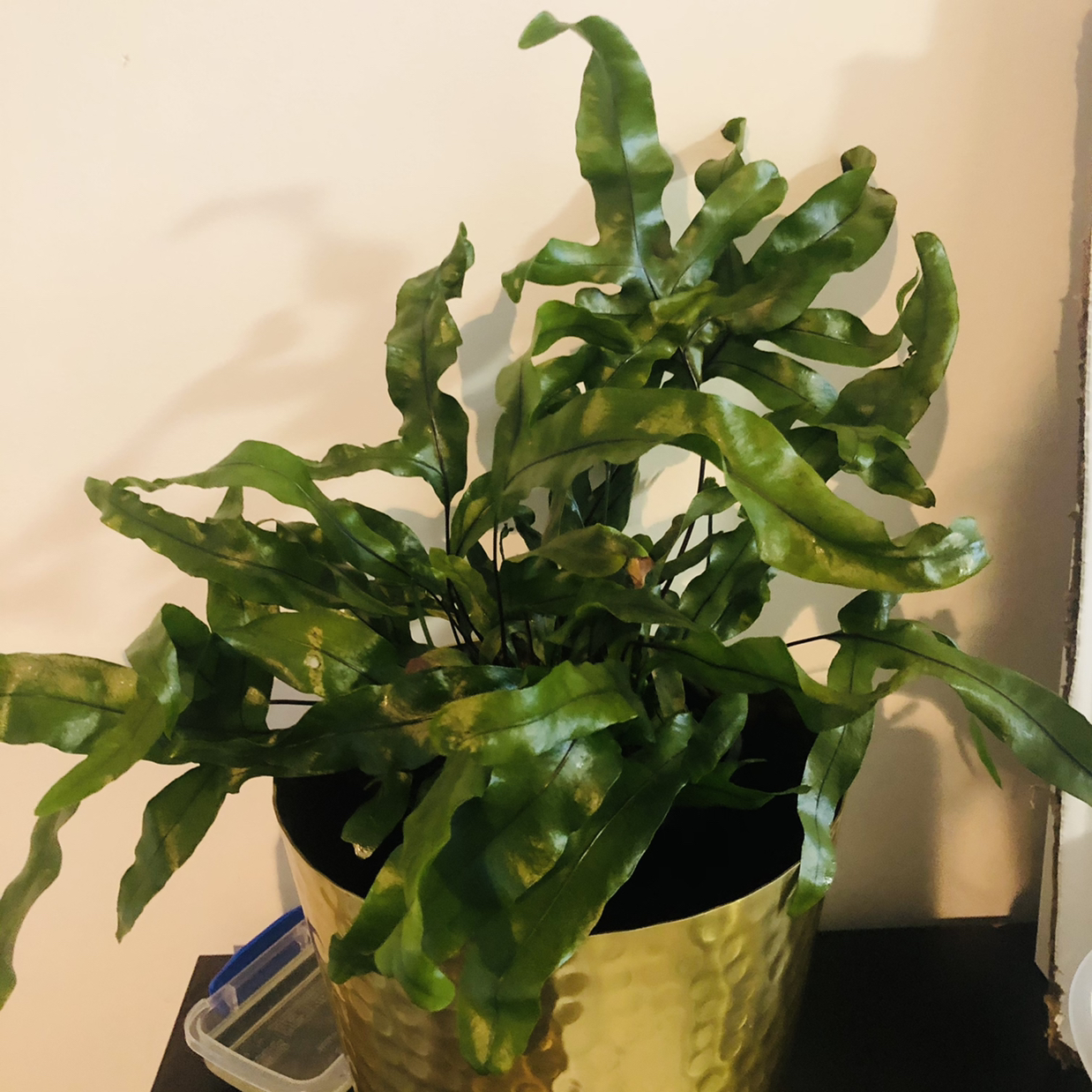 Photo of the plant species Kangaroo Paw by @JungleMabel named Skippy on Greg, the plant care app