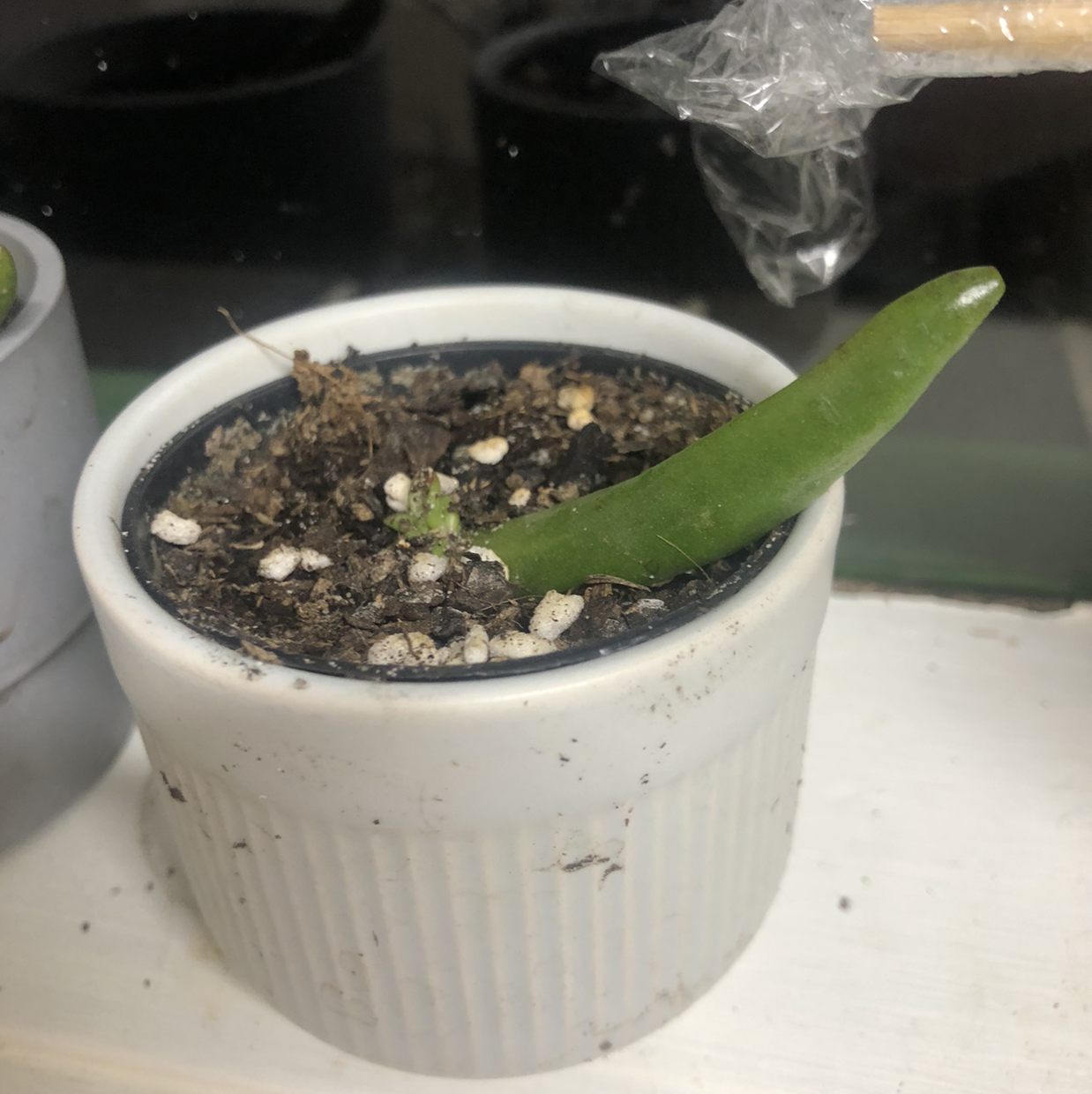 A small Gollum Jade plant in a white ceramic pot with visible soil and a single green tubular leaf.