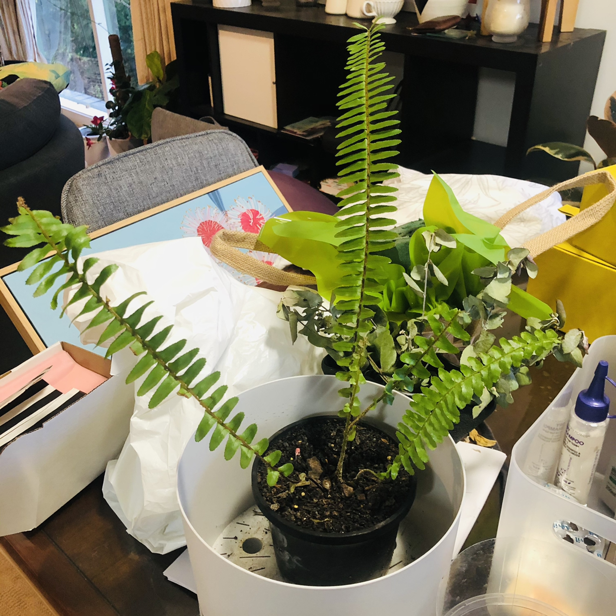 Healthy erect sword fern with long green fronds in a black pot, surrounded by other houseplants in a living room setting.