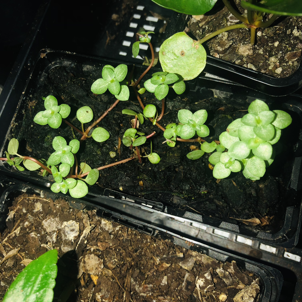 Photo of the plant species Silver Spa by @JungleMabel named Warren Strawbridge on Greg, the plant care app