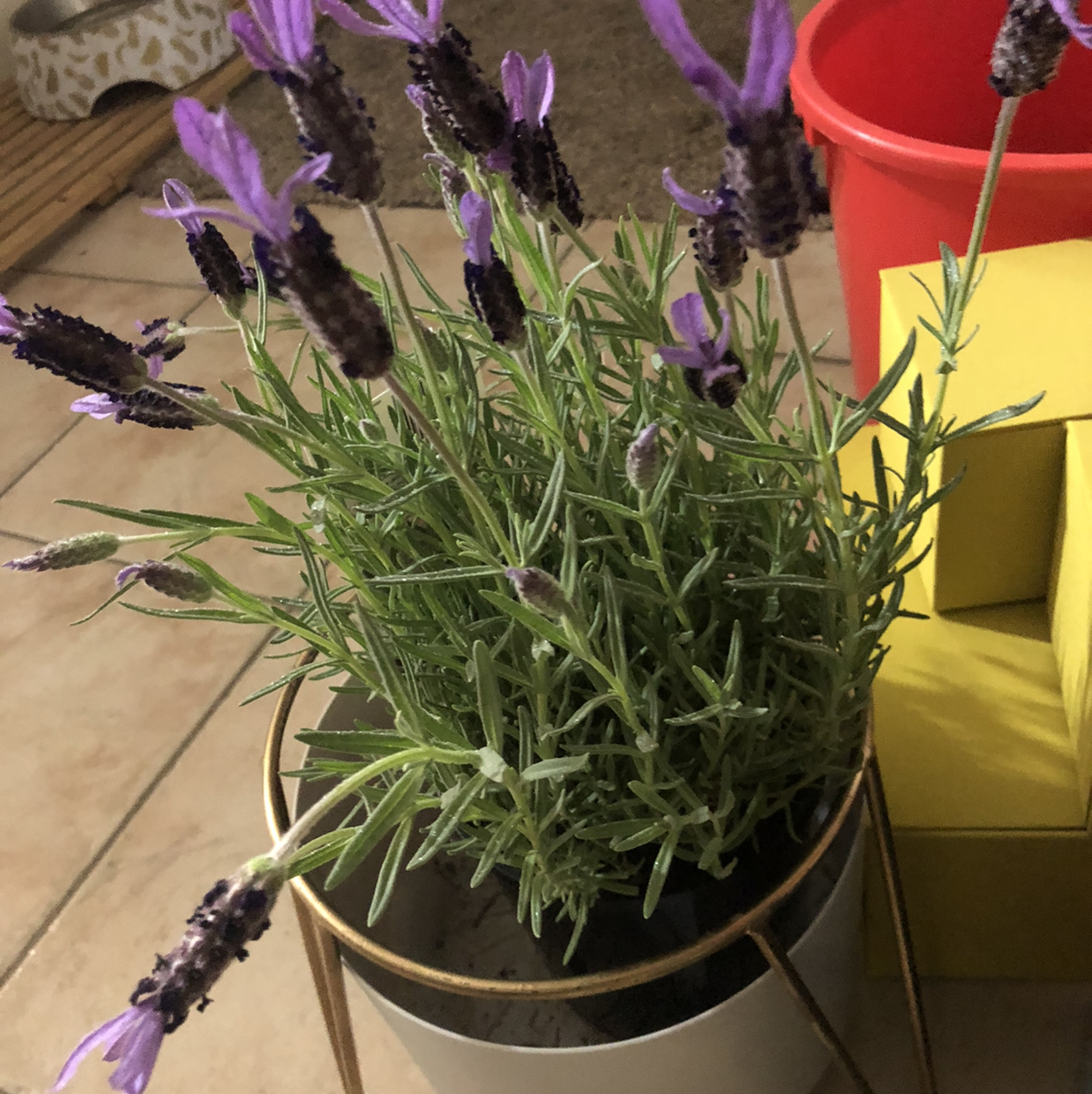 Photo of the plant species Lavender by @JungleMabel named Lavender Brown on Greg, the plant care app