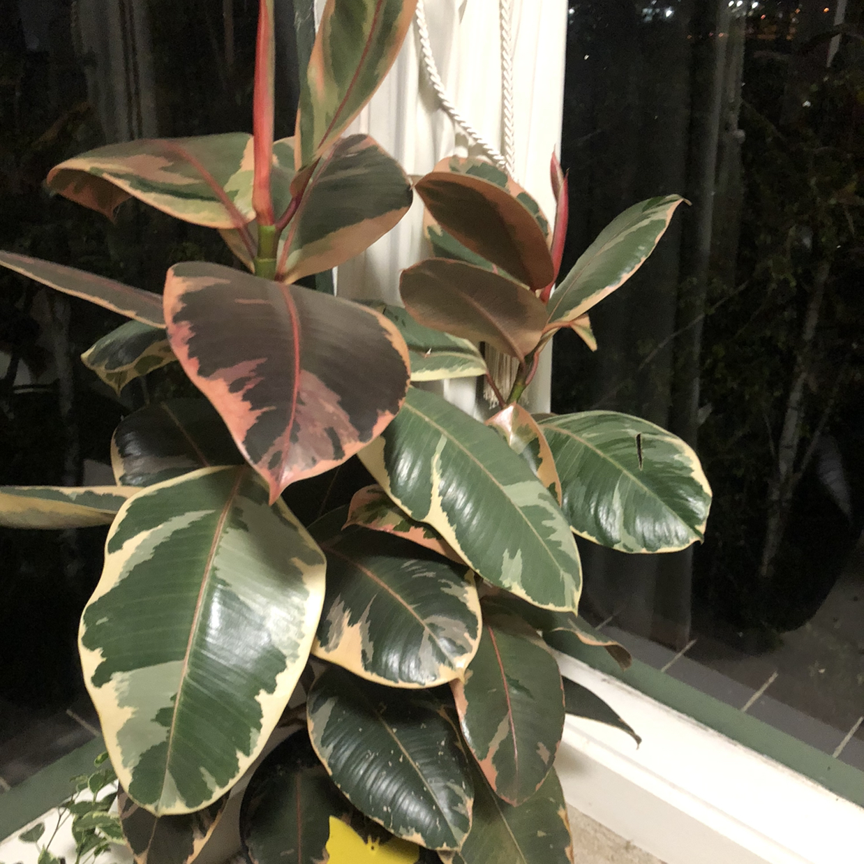 Ficus 'Ruby' plant with variegated leaves near a window.