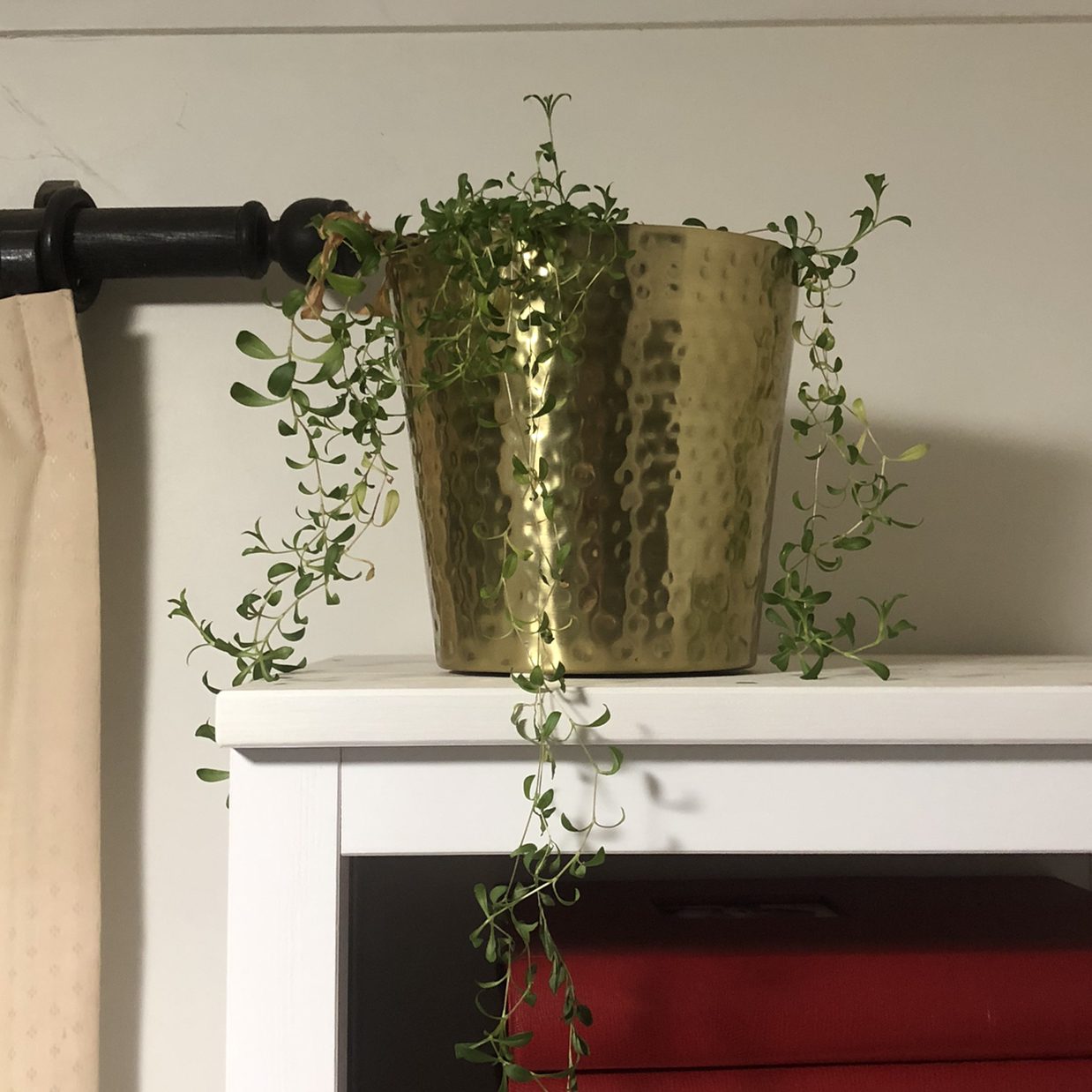 Photo of the plant species Border Carnation by @JungleMabel named Diane on Greg, the plant care app