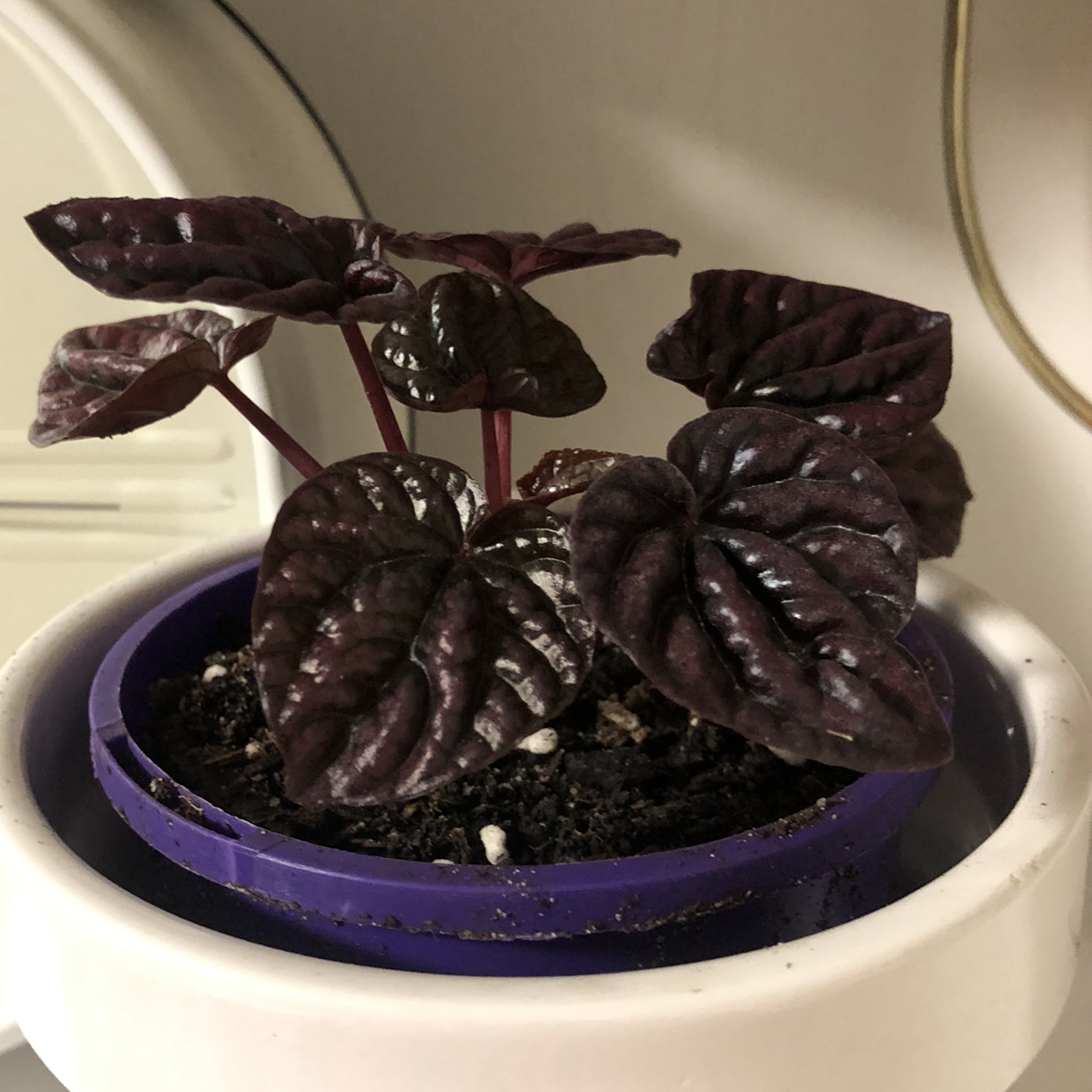 Photo of the plant species Red Luna Peperomia by @JungleMabel named Darryl Strawberry on Greg, the plant care app