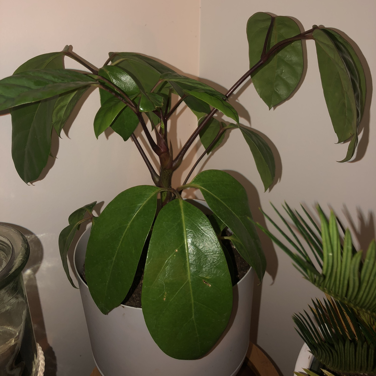 Healthy, vibrant Umbrella Tree plant with glossy green compound leaves and multiple stems, well-cared for and thriving.