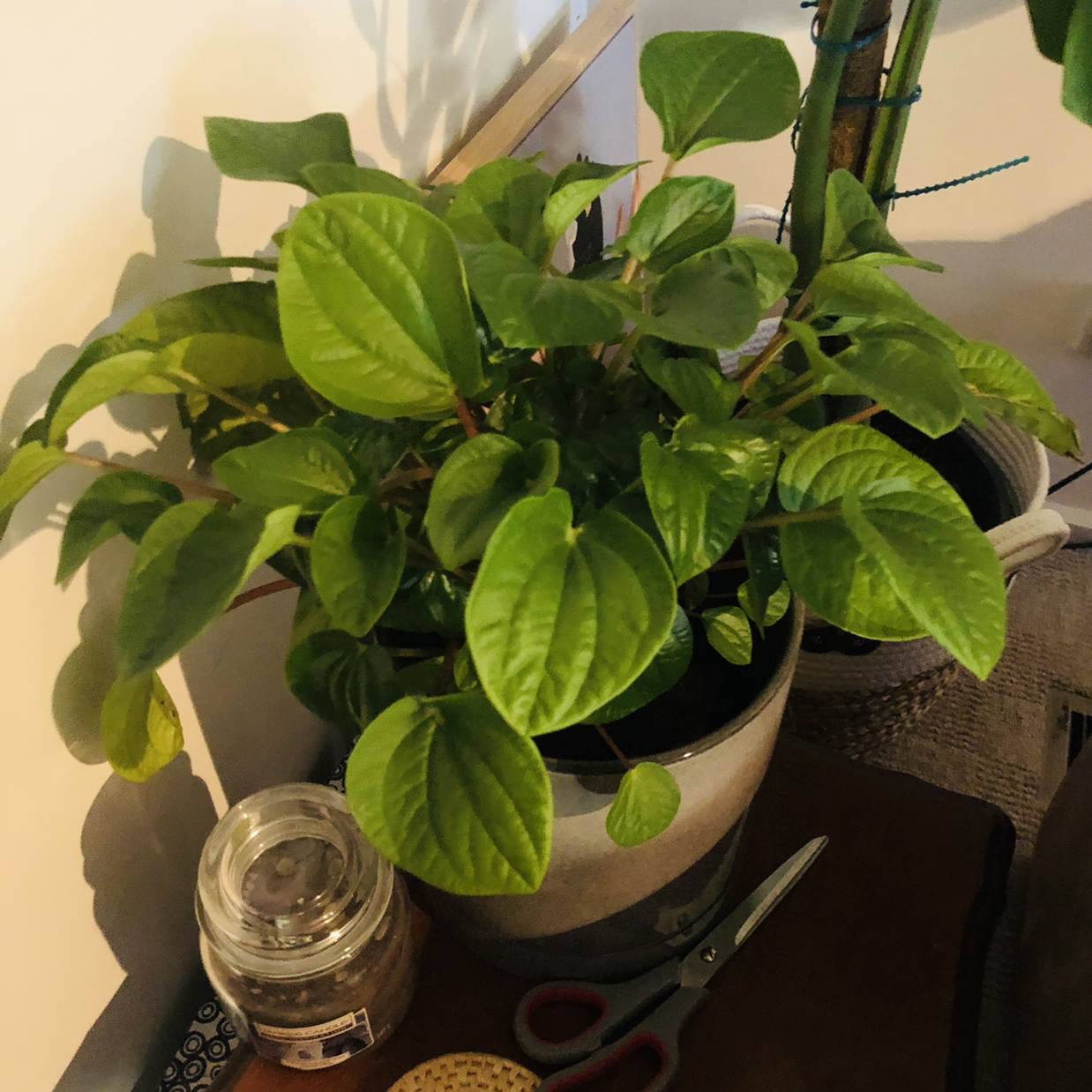 Photo of the plant species Rana Verde Peperomia by @JungleMabel named Vernon on Greg, the plant care app