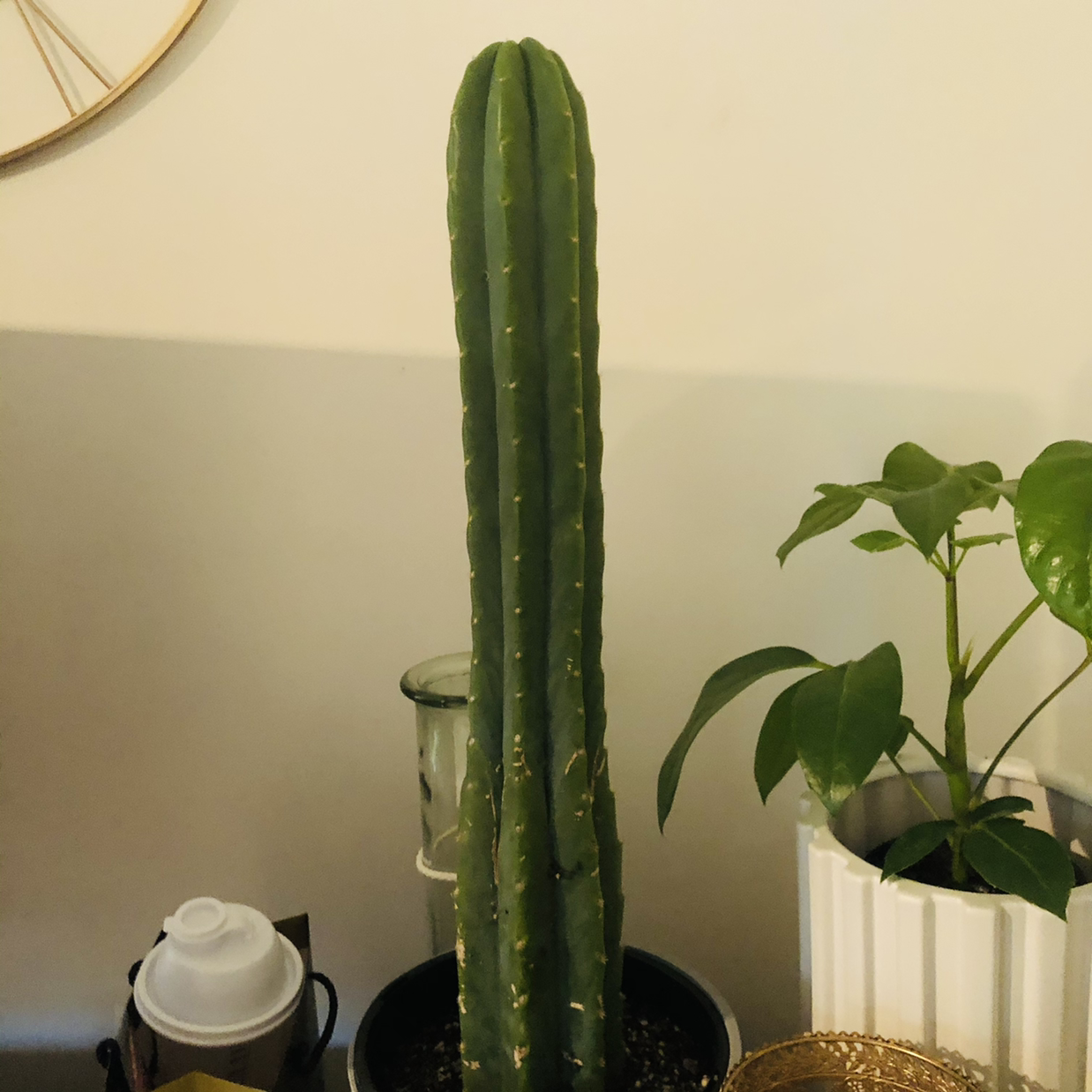 Photo of the plant species San Pedro Cactus by @JungleMabel named Pedro on Greg, the plant care app