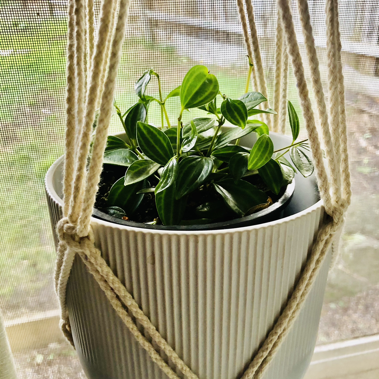 Photo of the plant species Beetle Peperomia by @JungleMabel named Beetlejuice on Greg, the plant care app