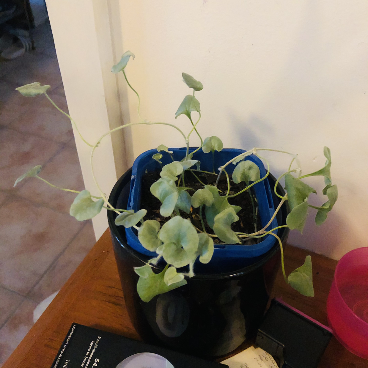 Photo of the plant species Silver Falls Dichondra by @JungleMabel named Blanche Devereaux on Greg, the plant care app