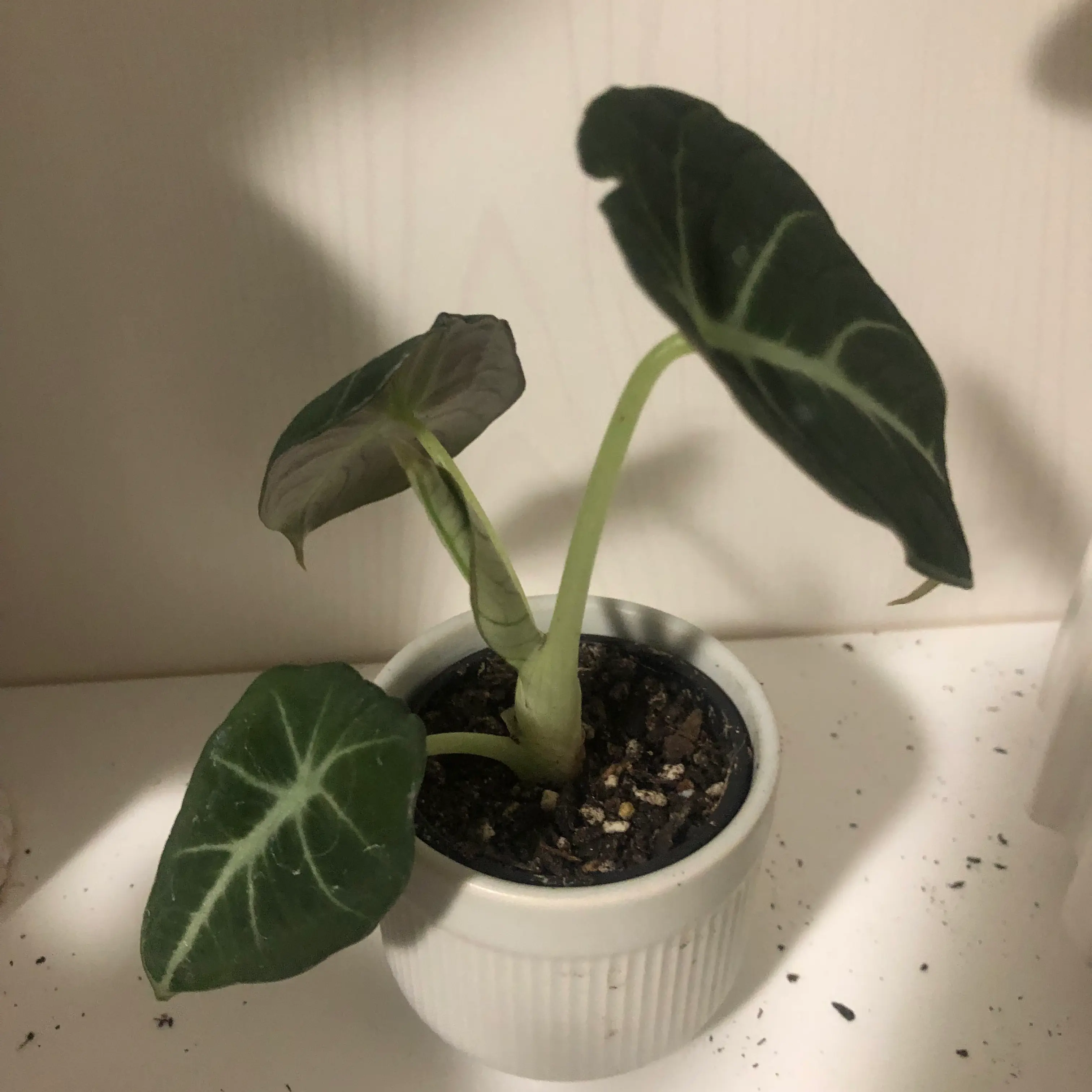 Black Velvet Alocasia plant in a white pot with dark green leaves and white veins.