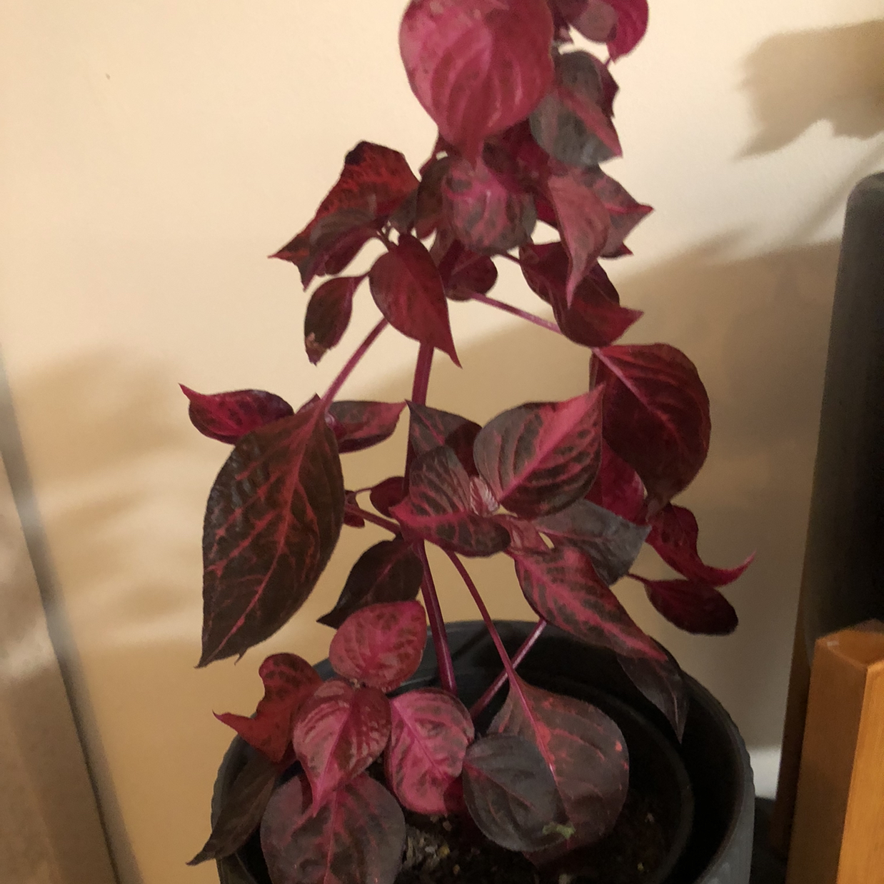 Photo of the plant species Herbst's Bloodleaf by @JungleMabel named Magenta on Greg, the plant care app