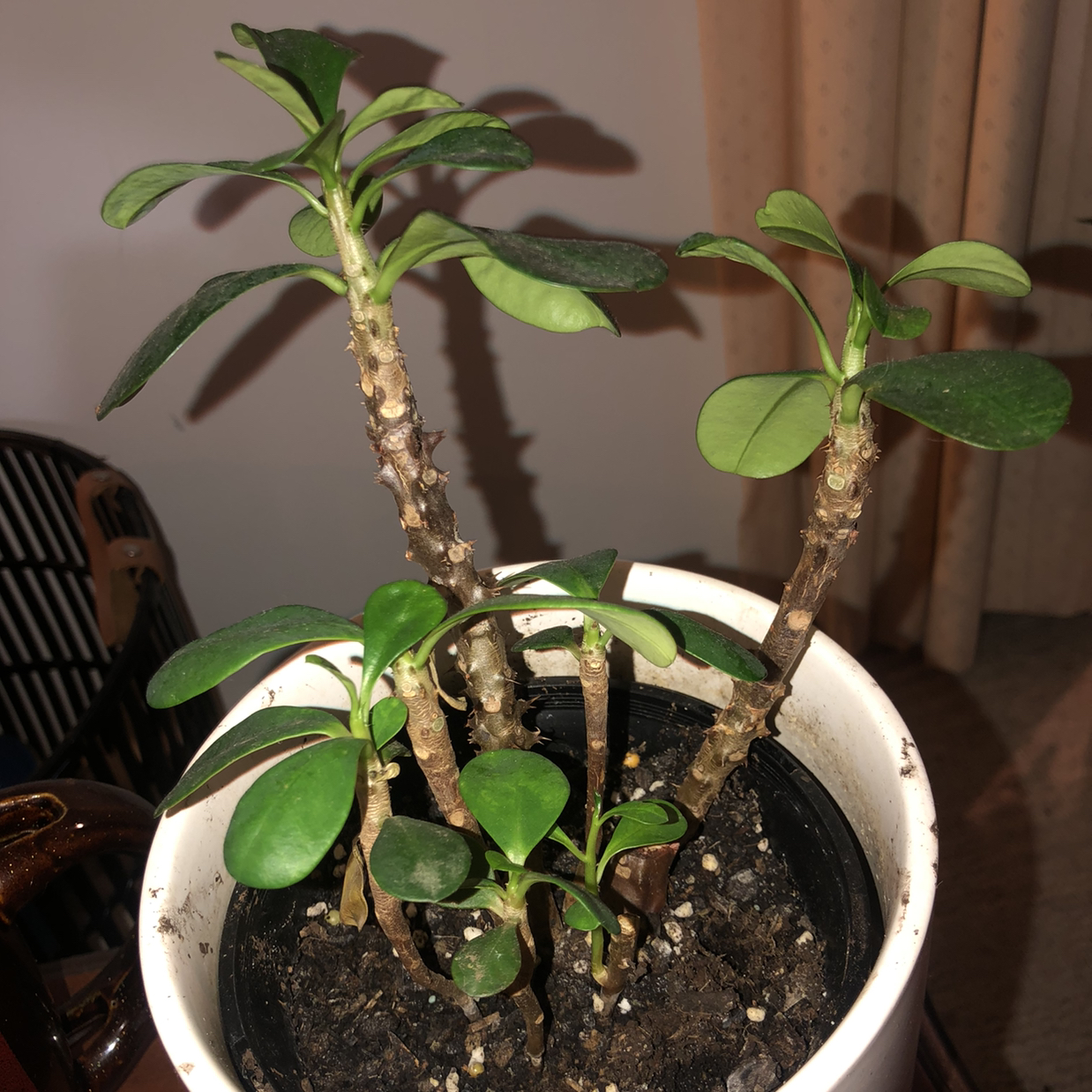 A healthy Crown of Thorns plant with glossy green leaves and woody stems growing in a white ceramic pot filled with dark soil.