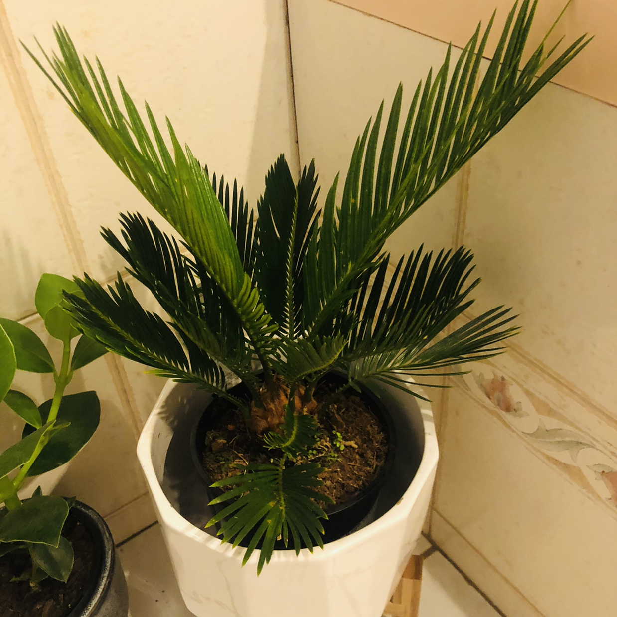 Photo of the plant species Sago Palm by @JungleMabel named Reptar on Greg, the plant care app