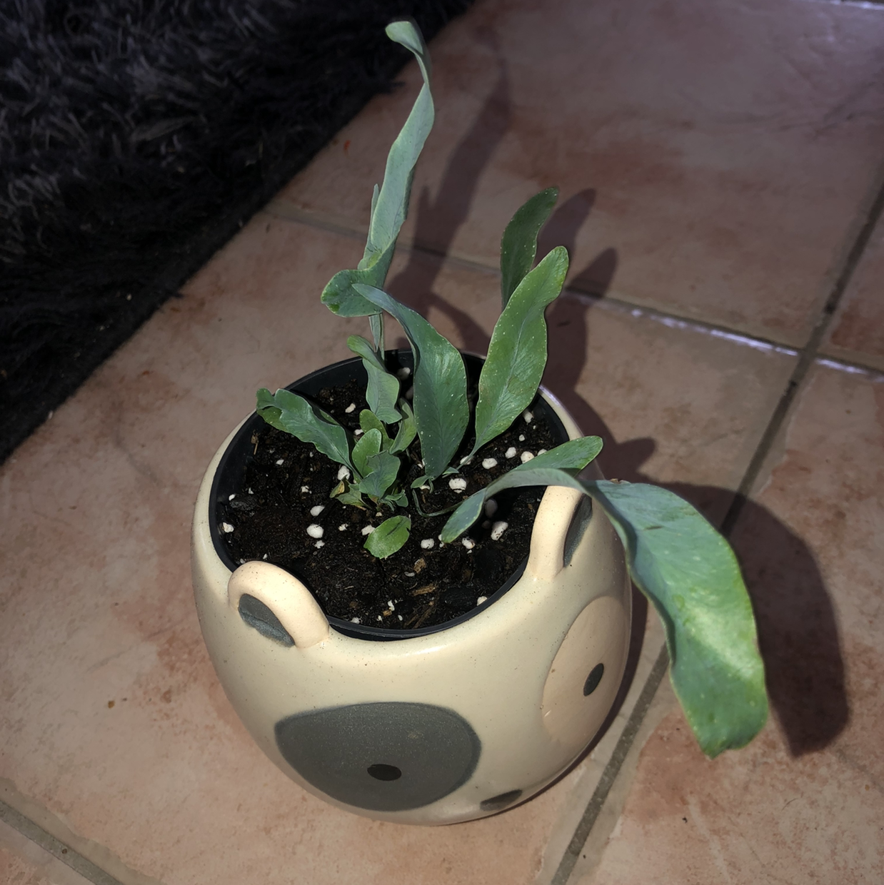 Blue Star Fern in a small pot on a tiled floor, with some leaves showing discoloration.