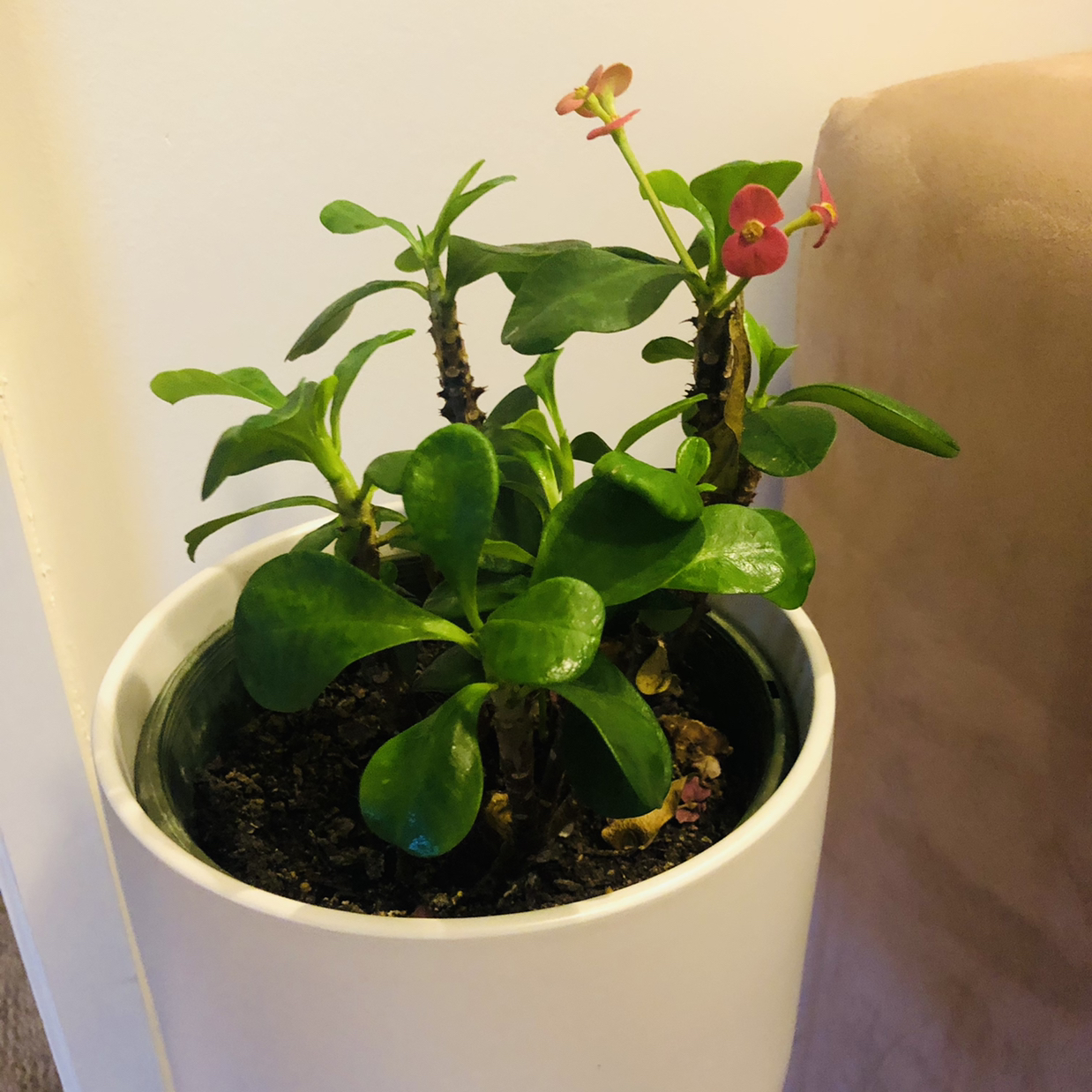 A healthy Crown of Thorns plant with vibrant green leaves and small red flowers in a white ceramic pot.