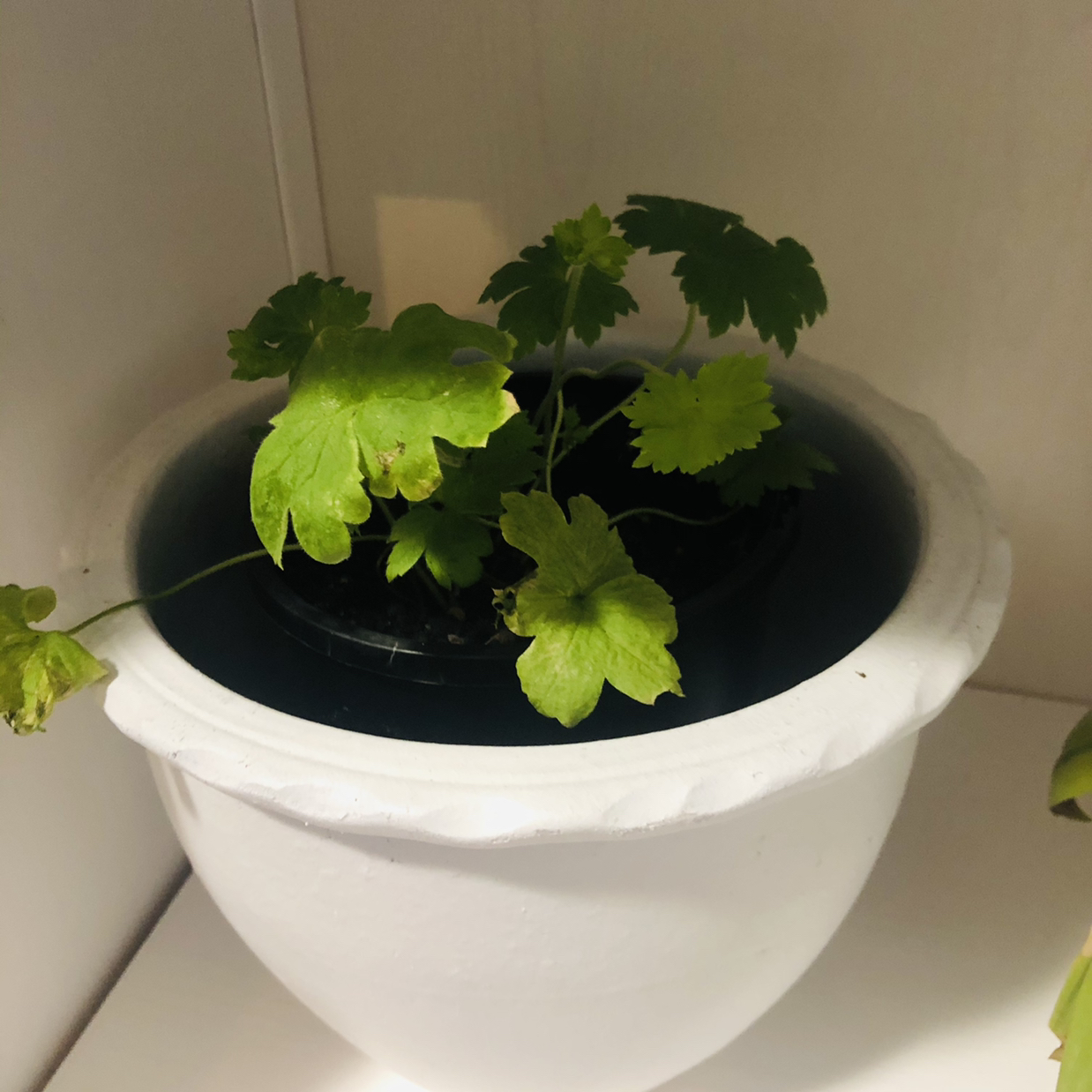 Photo of the plant species Creeping Buttercup by @JungleMabel named Colin on Greg, the plant care app