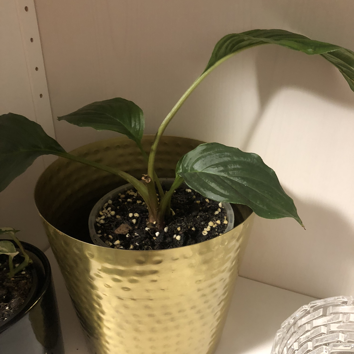 Photo of the plant species Black Bat Flower by @JungleMabel named Bruce Wayne on Greg, the plant care app