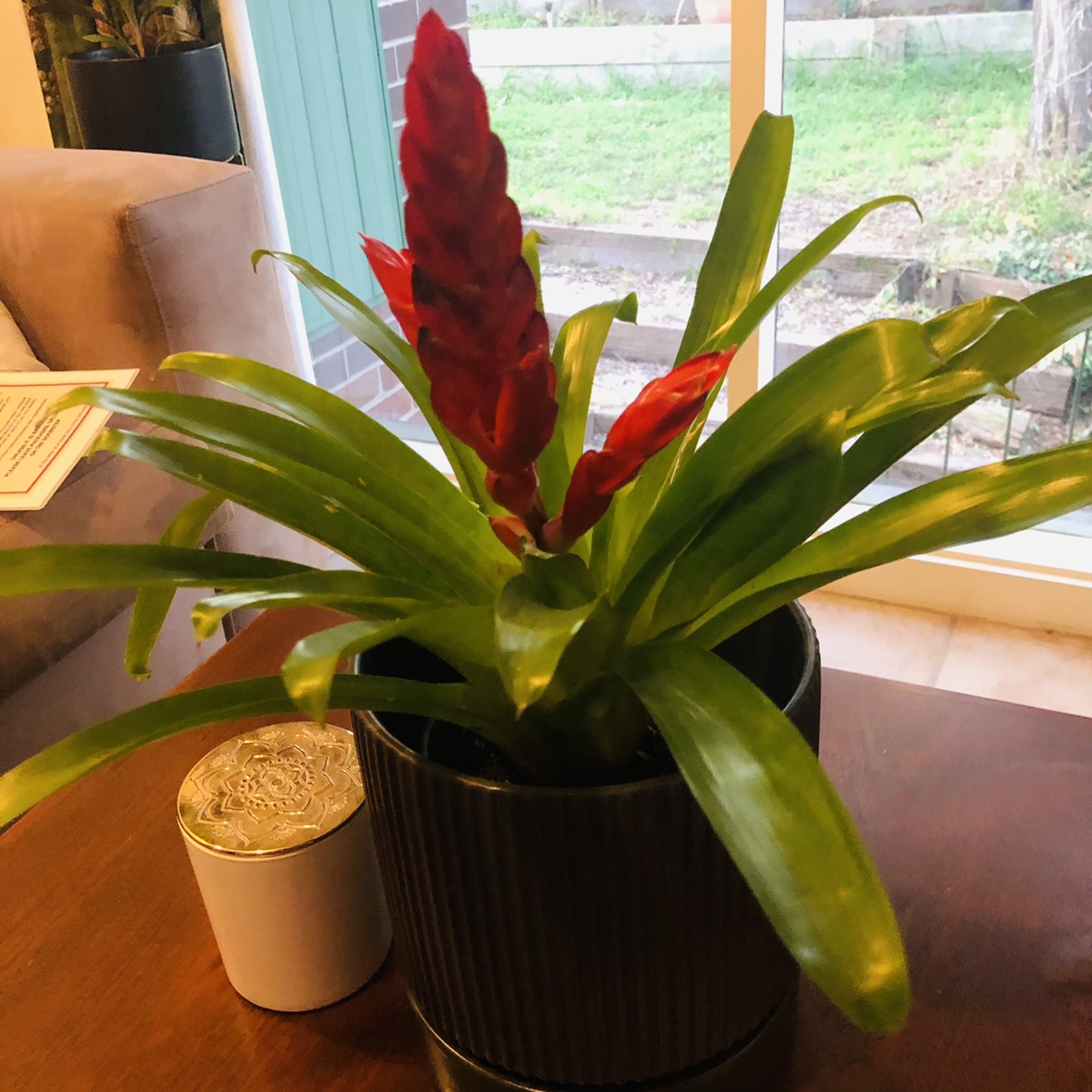 Photo of the plant species Flaming Sword Bromeliad by @JungleMabel named Kyle bruh on Greg, the plant care app