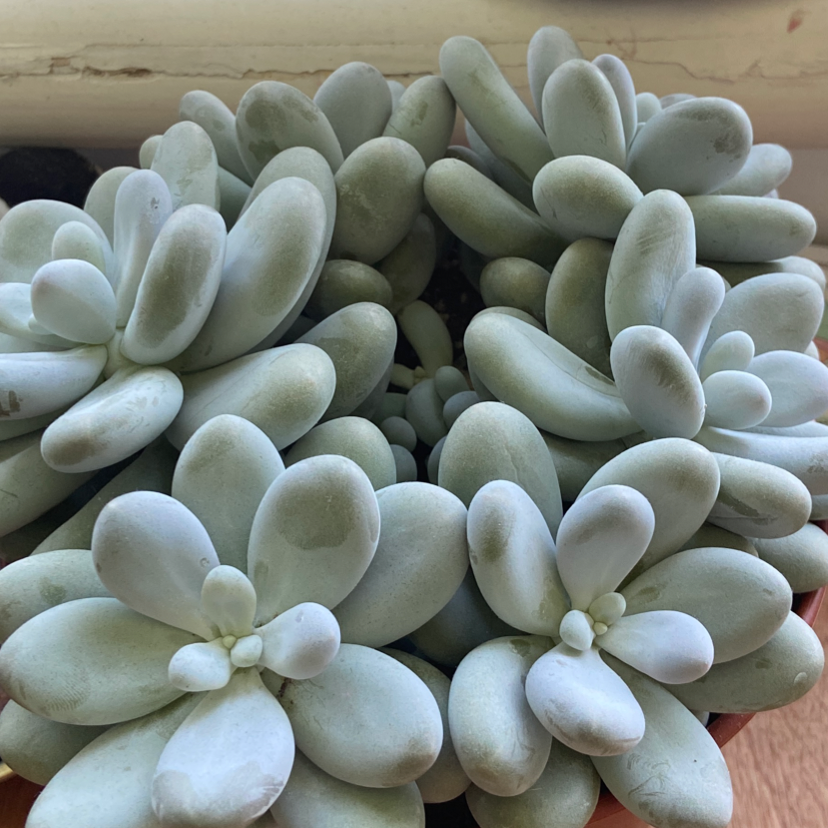Image of a Pink Moonstones succulent with plump, rounded leaves.